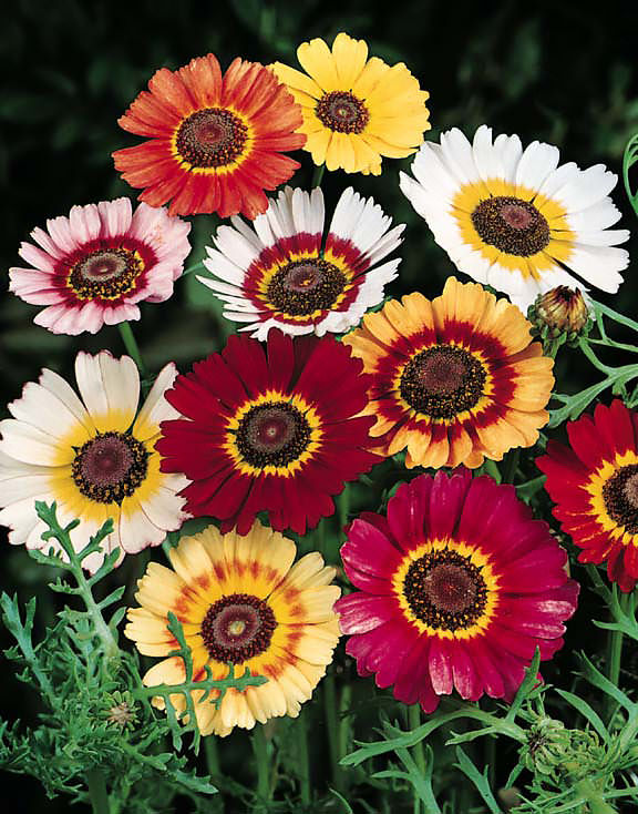 Rainbow Mix tricolor chrysanthemum Rainbow Mix tricolor chrysanthemum seeds