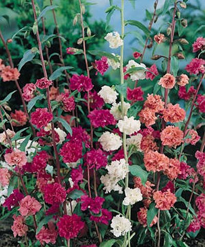 Double Mixed clarkia seeds - Clarkia unguiculata