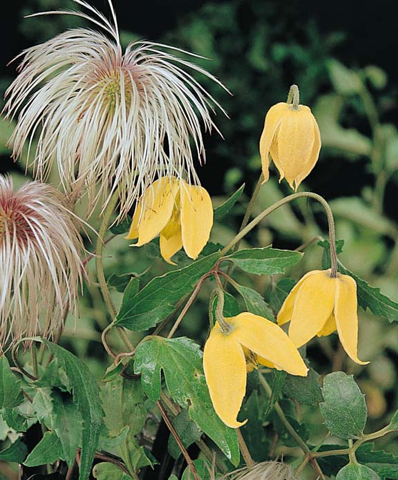 Radar Love Clematis seeds