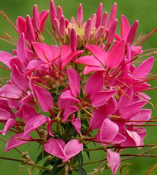 Cleome Cherry Queen - Cleome hassleriana