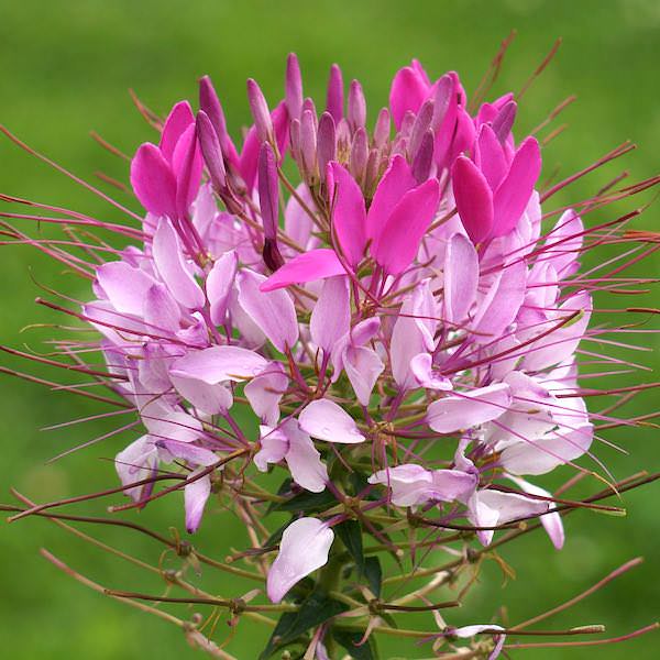 Rose Queen cleome Cleome Rose Queen - Cleome hassleriana