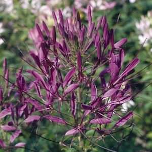 Violet Queen cleome Cleome Violet Queen - Cleome hassleriana