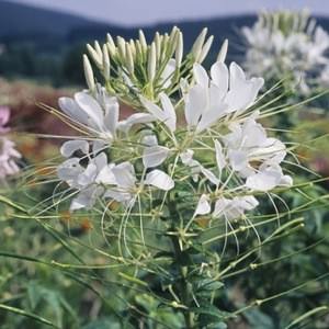 Cleome White Queen - Cleome hassleriana