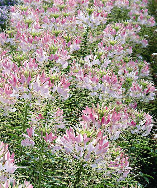 Sparkler 2.0 Blush cleome Cleome Sparkler 2.0 Blush - Cleome hassleriana
