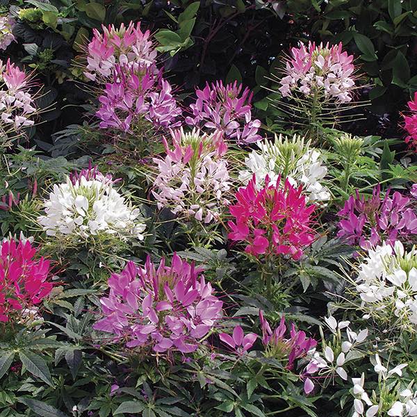Sparkler 2.0 Mix Cleome in a mix of blush, lavender, rose, and white - Annual Flower Seeds.