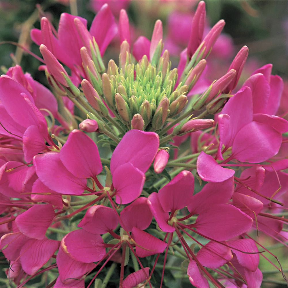 Cleome Sparkler 2.0 Rose - Cleome hassleriana