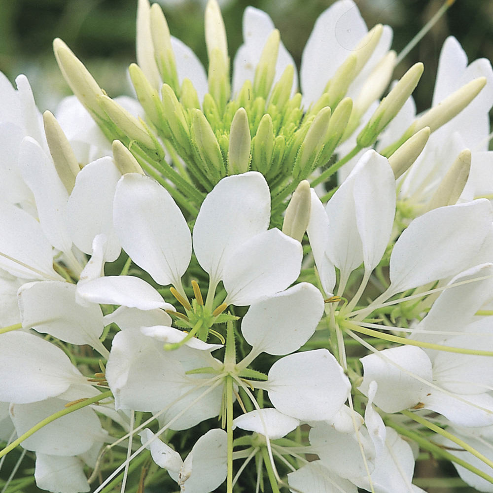 Sparkler 2.0 White cleome with flowers of pristine white - Annual Flower Seeds.