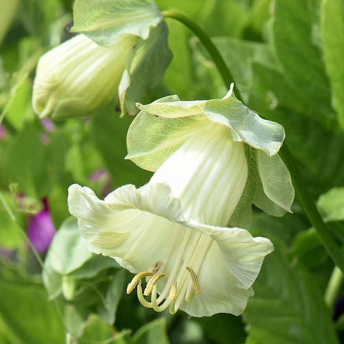 Blue Cup and Saucer Vine - Cobaea scandens