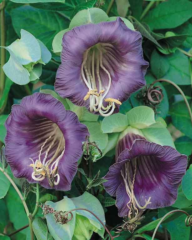 White Cup and Saucer Vine - Cobaea scandens f. alba