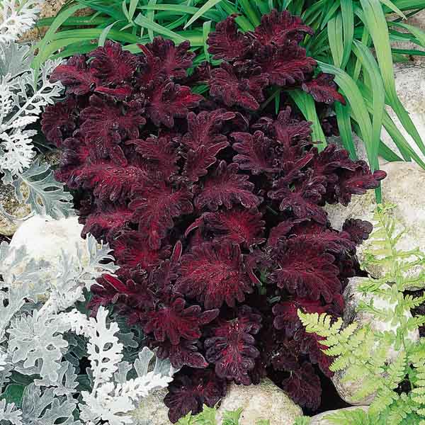 Black Dragon coleus growing with dusty miller