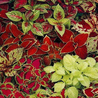 Fairway Mix coleus