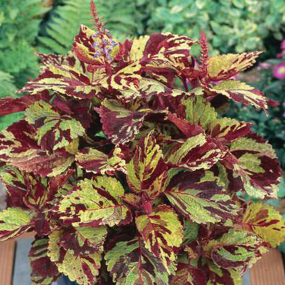 Fairway Mosaic coleus.