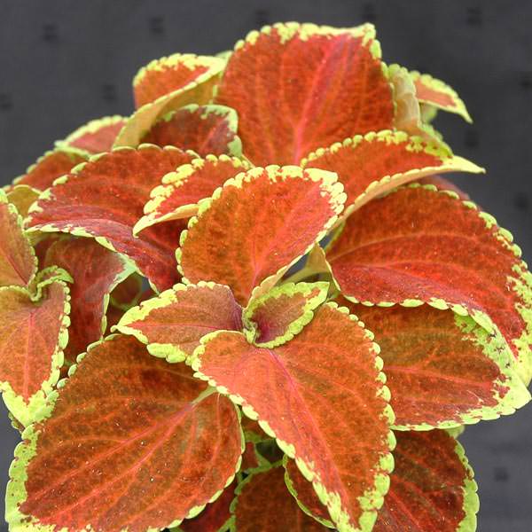 Fairway Orange coleus Coleus Fairway Orange