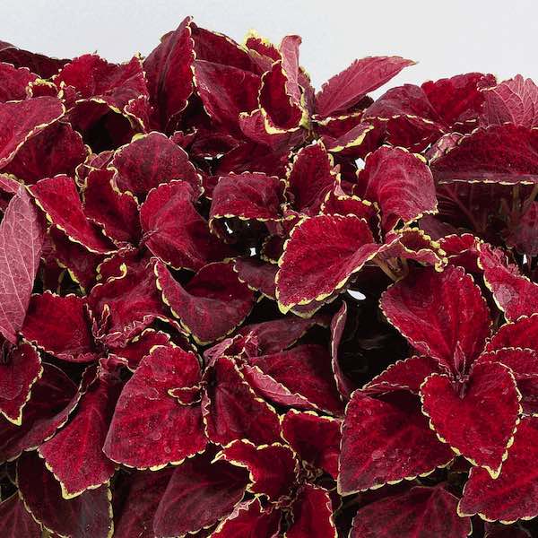 coleus Fairway Red Velvet coleus.