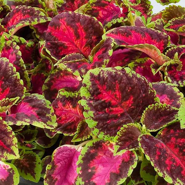 Fairway Rose coleus Fairway Rose coleus