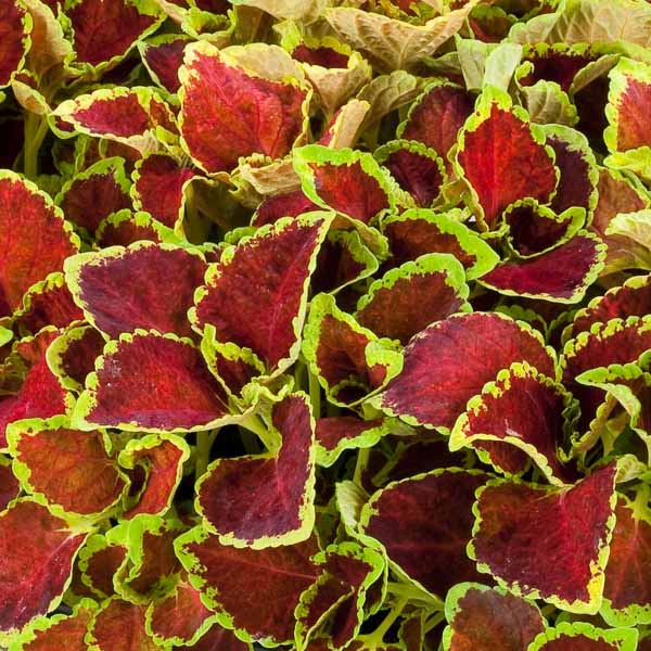 Fairway Ruby coleus Fairway Ruby coleus