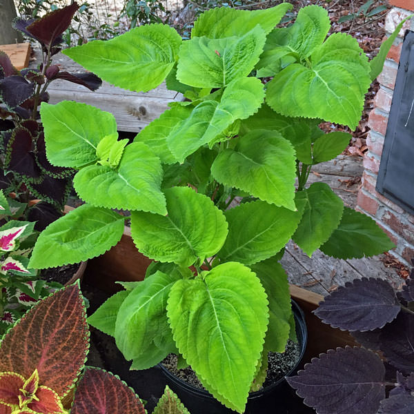 Giant Exhibition Limelight coleus