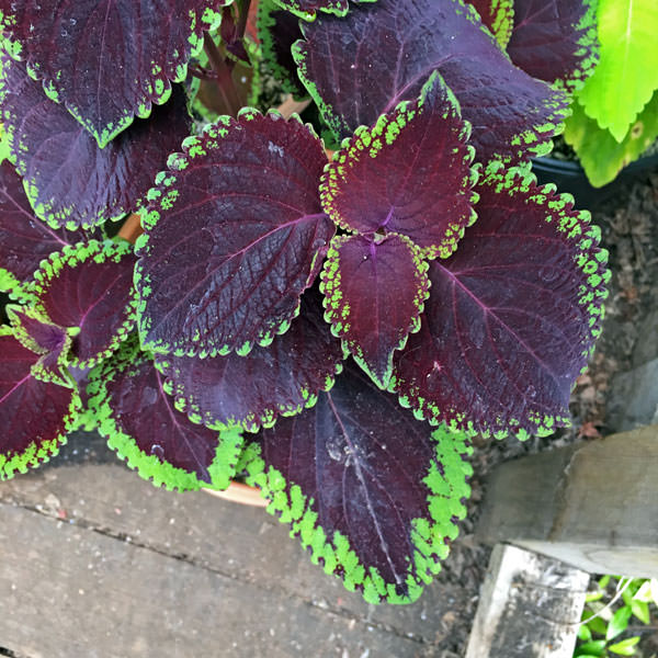 Coleus Giant Exhibition Magma plants