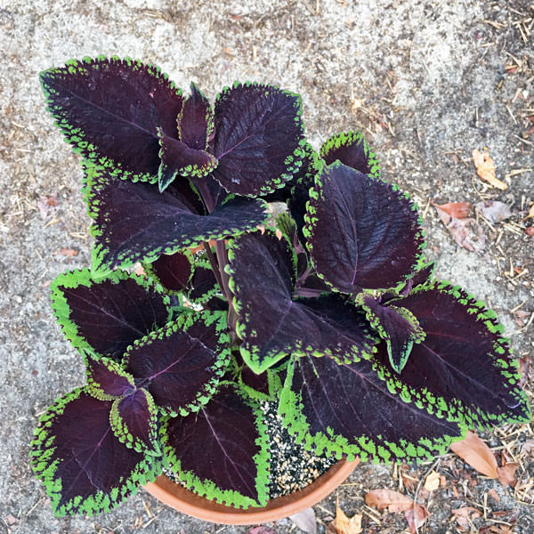 Coleus Giant Exhibition Magma in container