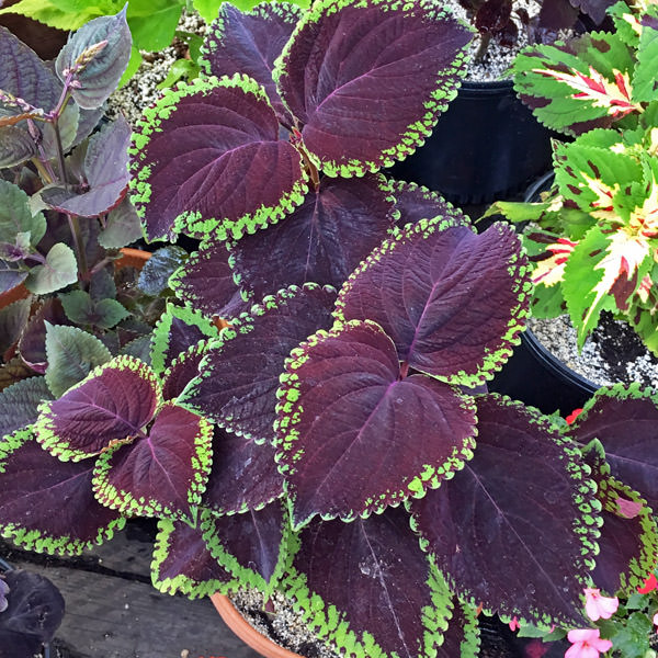 Coleus Giant Exhibition Magma close-up