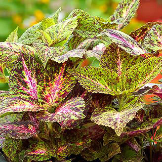 Giant Exhibition Marble coleus Giant Exhibition Marble coleus