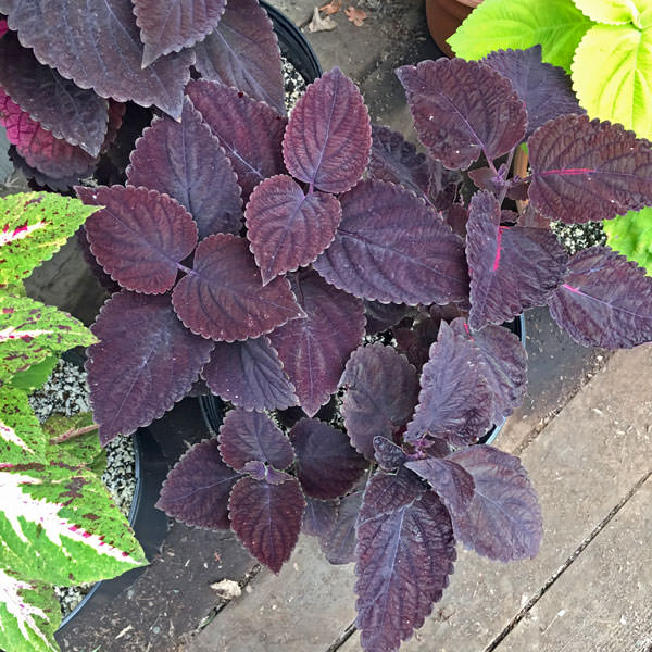 Coleus Giant Exhibition Palisandra Plants