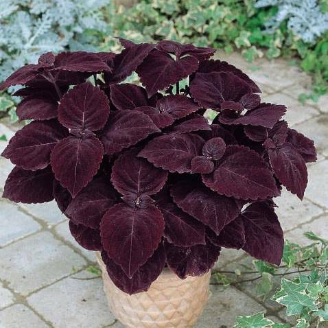 Giant Exhibition Palisandra coleus with huge deep purple-black leaves.