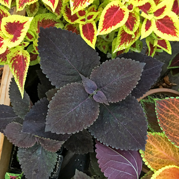 Coleus Giant Exhibition Palisandra