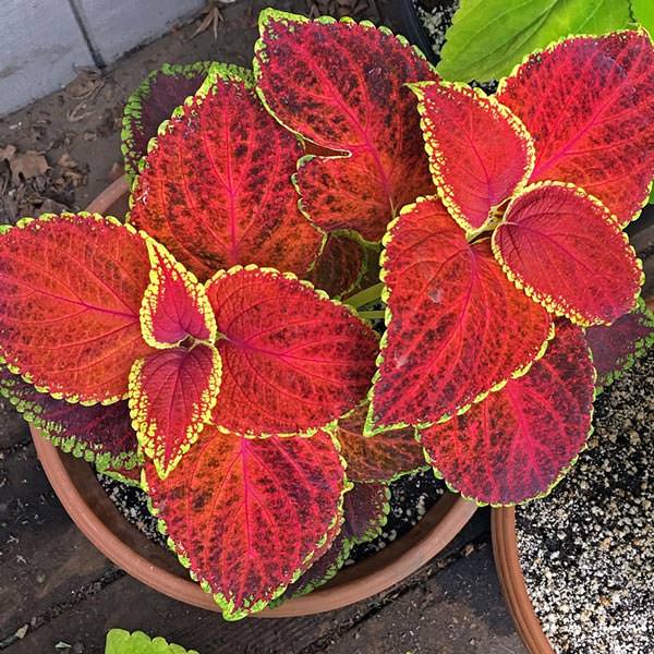 Giant Exhibition Rustic Red coleus Giant Exhibition Rustic Red coleus