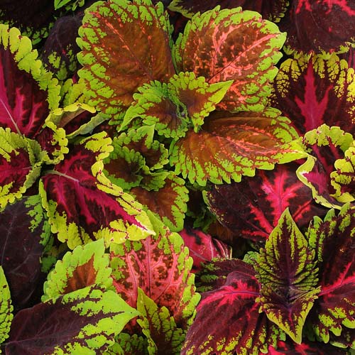 Coleus Kong Empire Mix