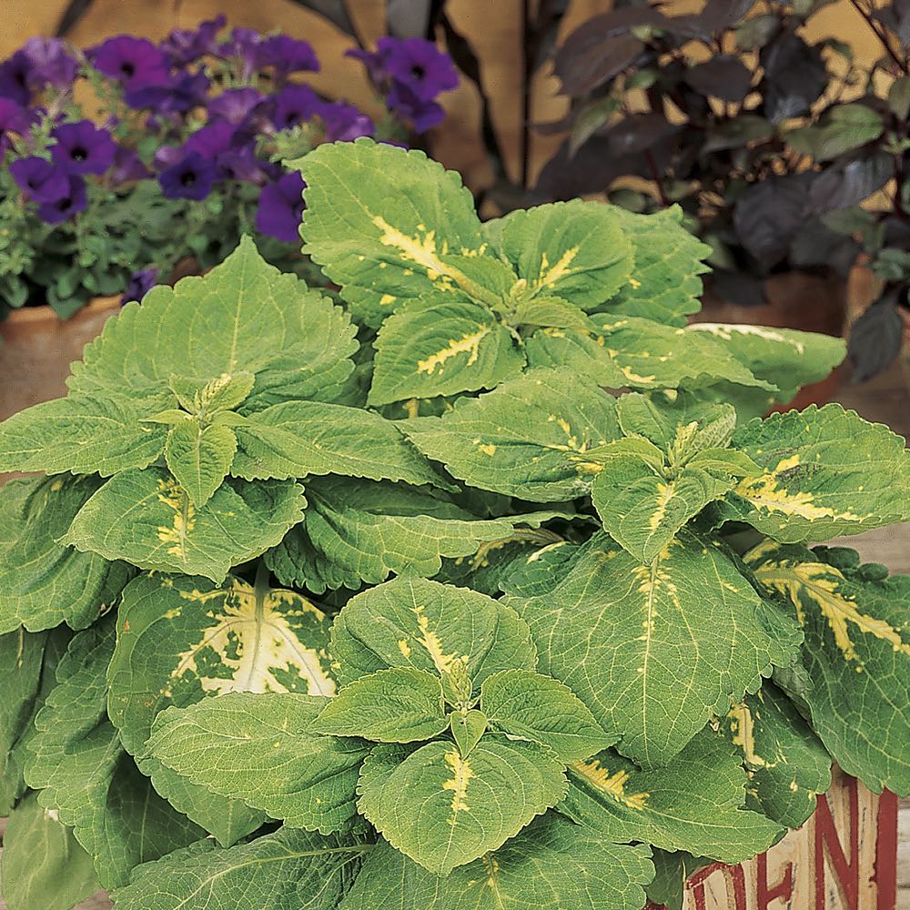 Kong Green coleus Kong Green coleus