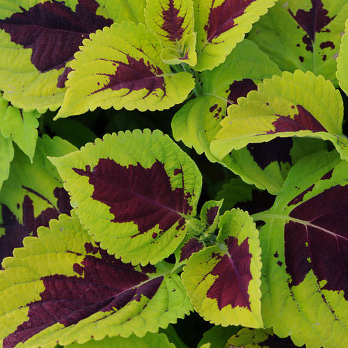 Kong Lime Sprite coleus