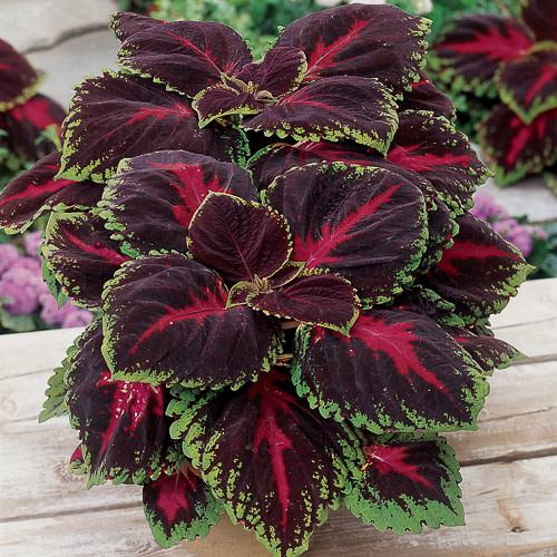 Coleus Kong Red