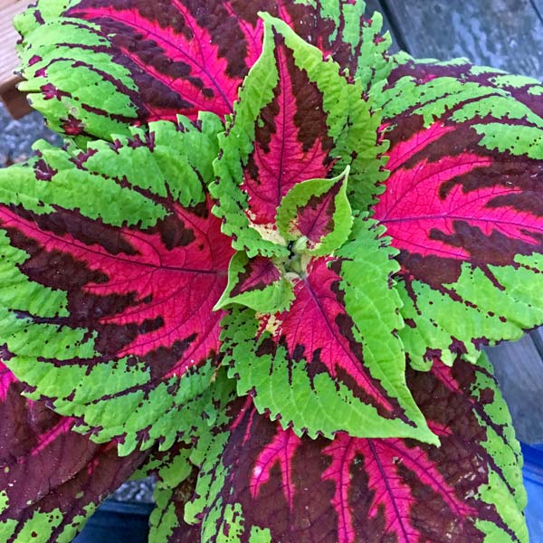 Kong Rose coleus Kong Rose coleus