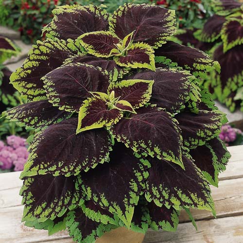 Kong Scarlet coleus