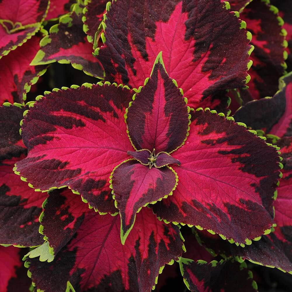 Coleus Premium Sun Chocolate Covered Cherry