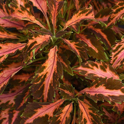 Coleus Premium Sun Coral Candy