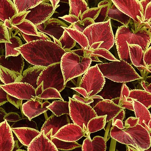Premium Sun Crimson Gold coleus Coleus Premium Sun Crimson Gold