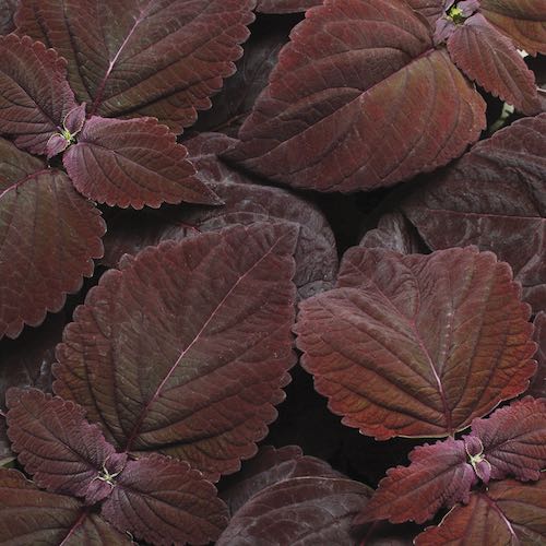 Coleus Premium Sun Dark Chocolate