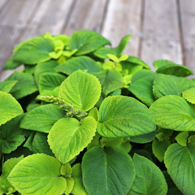 Coleus Premium Sun Lime Delight