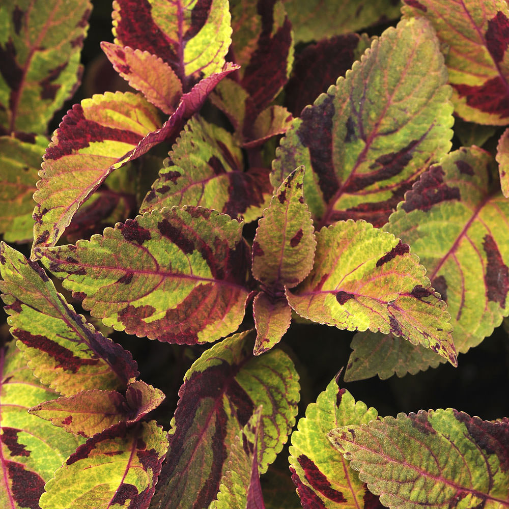 Coleus Premium Sun Mighty Mosaic leaves