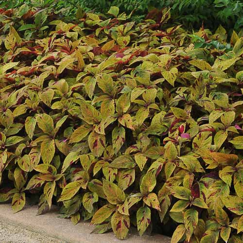 Coleus Premium Sun Mighty Mosaic