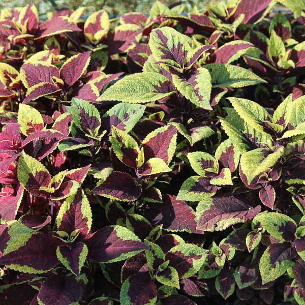 Coleus Premium Sun Pineapple Surprise