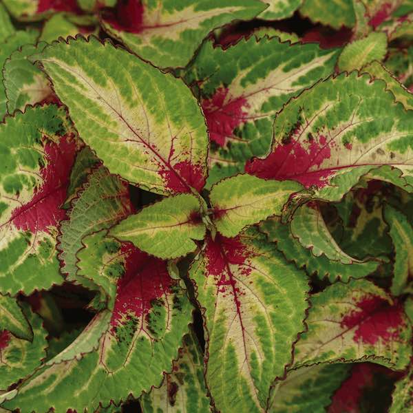 Coleus Premium Sun Rose Lime Magic