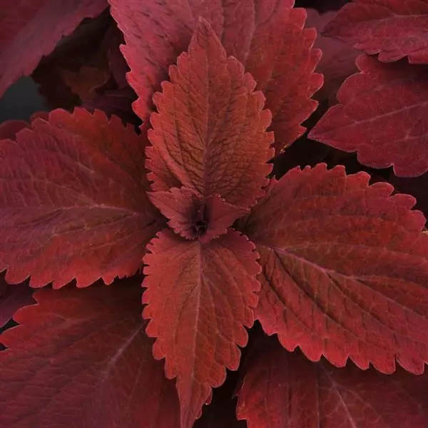 Coleus Premium Sun Sweet Paprika