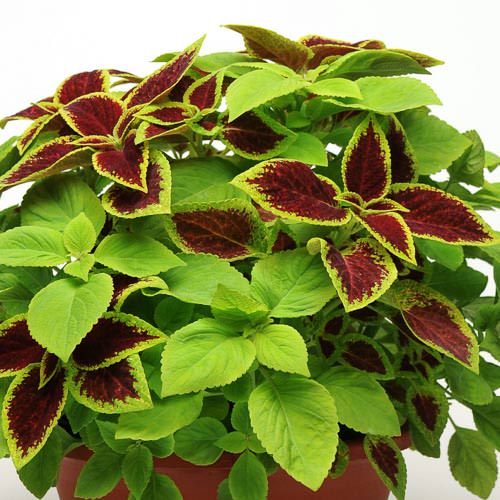 Premium Sun Under The Sun coleus Coleus Premium Sun Under The Sun