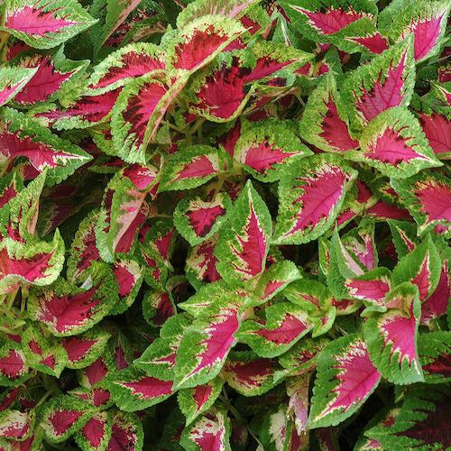 Coleus Premium Sun Watermelon