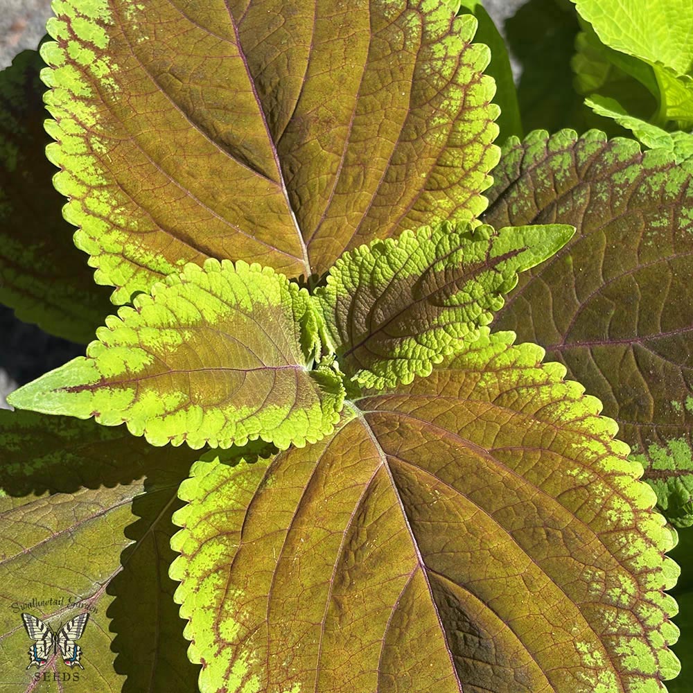 Rainbow Mix Improved Bronze Green coleus Rainbow Mix Improved Bronze Green coleus.