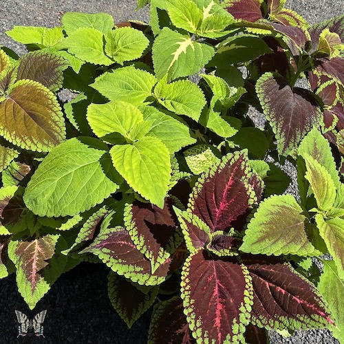 Rainbow Mix Improved coleus.