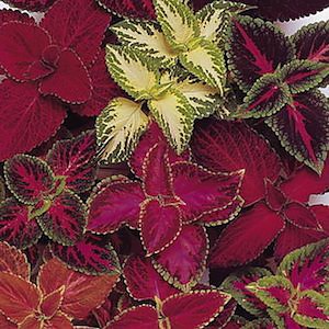 Rainbow Mix Improved coleus.